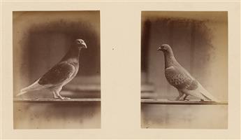 (RACING PIGEONS) An album with 30 photographs documenting a host of handsome pigeons, apparently belonging to W.H. Bell.